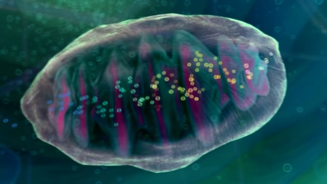 ElectroRegenesis Medical Animation